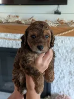 Kevin, a male Miniature Goldendoodle for sale in Ligonier, IN – 1 of 2