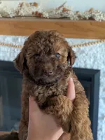 Kit , a female Miniature Goldendoodle for sale in Ligonier, IN – 1 of 2
