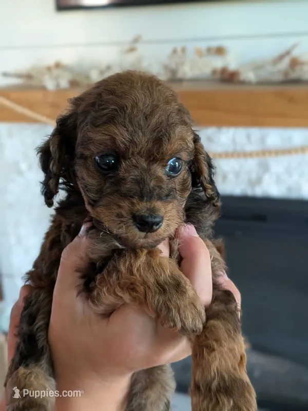 Krew – Miniature Goldendoodle puppy for sale in Ligonier, IN