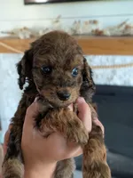 Krew, a male Miniature Goldendoodle for sale in Ligonier, IN – 1 of 3