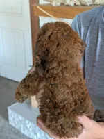 Kit , a female Miniature Goldendoodle for sale in Ligonier, IN – 2 of 2