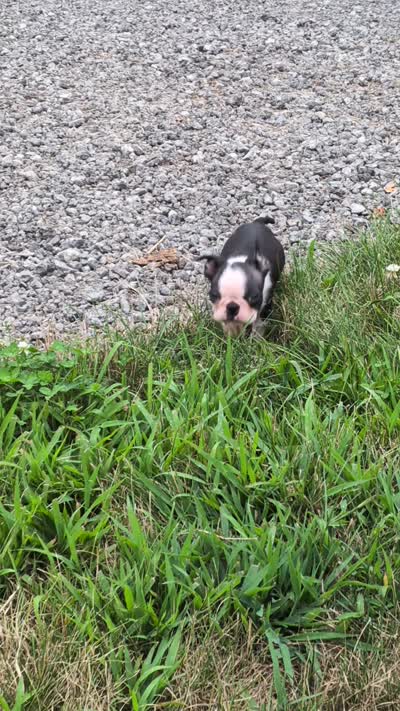 Rocko, a male Boston Terrier for sale in Ligonier, IN – 4 of 4