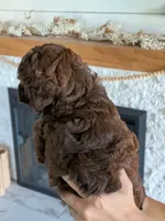 Karis, a female Miniature Goldendoodle for sale in Ligonier, IN – 2 of 2