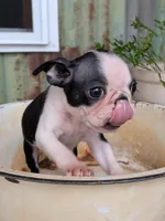 Rocko, a male Boston Terrier for sale in Ligonier, IN – 3 of 4