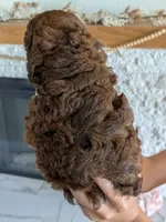 Kevin, a male Miniature Goldendoodle for sale in Ligonier, IN – 2 of 2