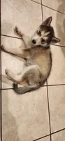Nala, a female Siberian Husky for sale in Philadelphia, PA – 4 of 6