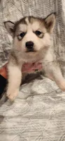 Sable, a female Siberian Husky for sale in Philadelphia, PA – 1 of 1