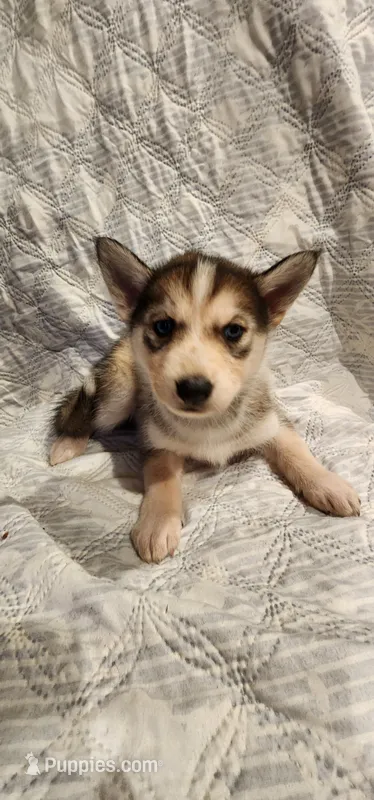 Nala – Siberian Husky puppy for sale in Philadelphia, PA