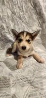 Nala, a female Siberian Husky for sale in Philadelphia, PA – 1 of 1