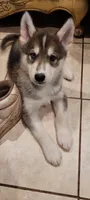 Cosmo, a male Siberian Husky for sale in Philadelphia, PA – Photo 2 of 2