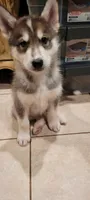 Cosmo, a male Siberian Husky for sale in Philadelphia, PA – Photo 1 of 2