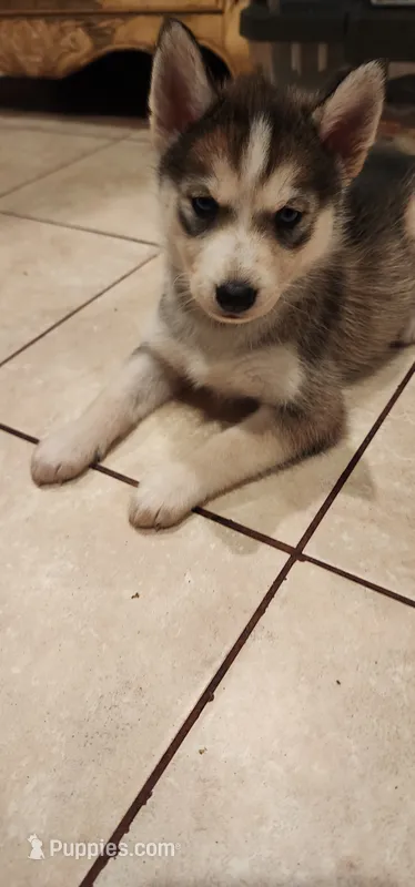 Nala – Siberian Husky puppy for sale in Philadelphia, PA