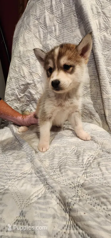 Bella – Siberian Husky puppy for sale in Philadelphia, PA