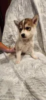 Bella, a female Siberian Husky for sale in Philadelphia, PA – 1 of 1