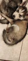 Nala, a female Siberian Husky for sale in Philadelphia, PA – 3 of 6