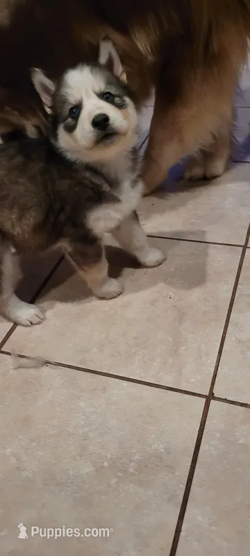 Blue – Siberian Husky puppy for sale in Philadelphia, PA