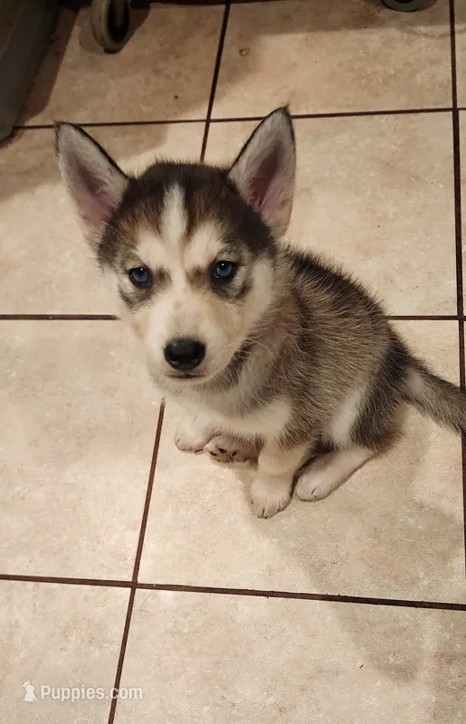 Nala – Siberian Husky puppy for sale in Philadelphia, PA