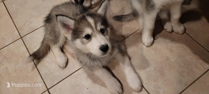 Onyx – Siberian Husky puppy for sale in Philadelphia, PA