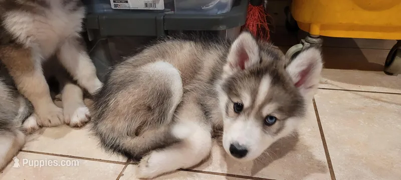 Onyx – Siberian Husky puppy for sale in Philadelphia, PA