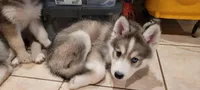 Onyx, a male Siberian Husky for sale in Philadelphia, PA – Photo 1 of 3