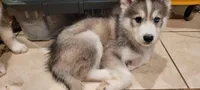 Onyx, a male Siberian Husky for sale in Philadelphia, PA – Photo 2 of 3