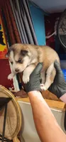 Nala, a female Siberian Husky for sale in Philadelphia, PA – 6 of 6
