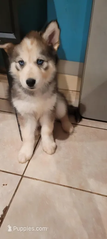 Glacier – Siberian Husky puppy for sale in Philadelphia, PA