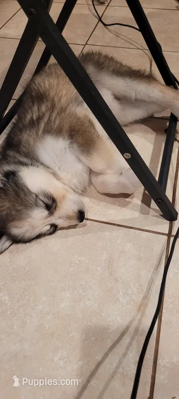 Glacier – Siberian Husky puppy for sale in Philadelphia, PA