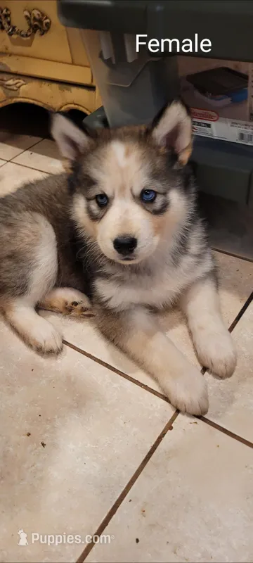 Glacier – Siberian Husky puppy for sale in Philadelphia, PA