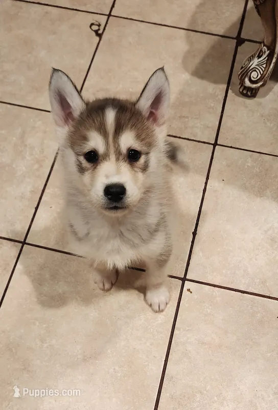 Bella – Siberian Husky puppy for sale in Philadelphia, PA