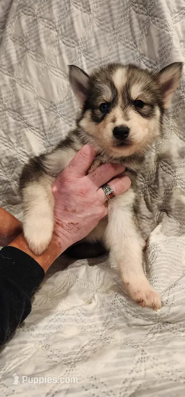 Kira – Siberian Husky puppy for sale in Philadelphia, PA