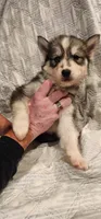 Kira, a female Siberian Husky for sale in Philadelphia, PA – 1 of 1