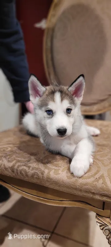 Balto – Siberian Husky puppy for sale in Philadelphia, PA