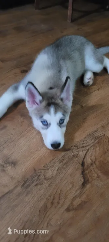Balto – Siberian Husky puppy for sale in Philadelphia, PA