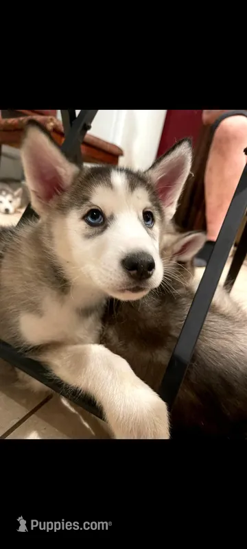 Balto – Siberian Husky puppy for sale in Philadelphia, PA