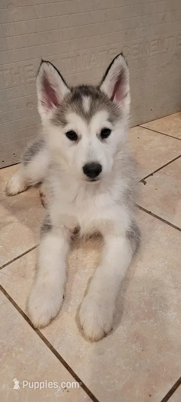 Thena – Siberian Husky puppy for sale in Philadelphia, PA