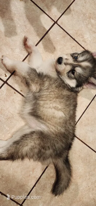 Kira – Siberian Husky puppy for sale in Philadelphia, PA