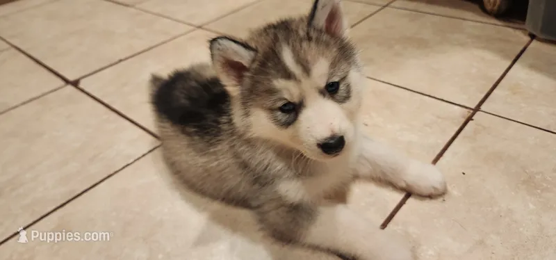 Sable – Siberian Husky puppy for sale in Philadelphia, PA