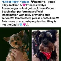 Blue, a female Yorkshire Terrier for sale in Cocoa, FL – Photo 5 of 7