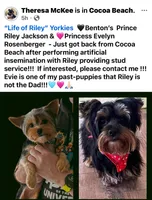 Blue, a female Yorkshire Terrier for sale in Cocoa, FL – Photo 5 of 5