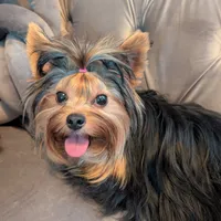 Blue, a female Yorkshire Terrier for sale in Cocoa, FL – Photo 4 of 7