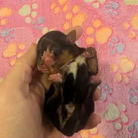 Blue, a female Yorkshire Terrier for sale in Cocoa, FL – Photo 3 of 7