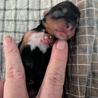 Blue, a female Yorkshire Terrier for sale in Cocoa, FL – Photo 1 of 7