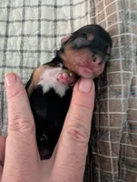 Blue, a female Yorkshire Terrier for sale in Cocoa, FL – Photo 1 of 5