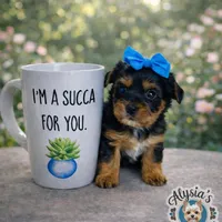 Blue, a female Yorkshire Terrier for sale in Cocoa, FL – Photo 7 of 7