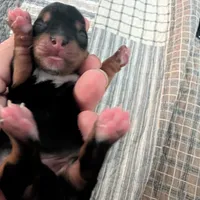 Blue, a female Yorkshire Terrier for sale in Cocoa, FL – Photo 2 of 7