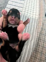 Blue, a female Yorkshire Terrier for sale in Cocoa, FL – Photo 2 of 5