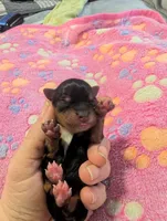 Evie litter, a female Yorkshire Terrier for sale in Cocoa, FL – Photo 6 of 10