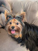 Evie litter, a female Yorkshire Terrier for sale in Cocoa, FL – Photo 10 of 10