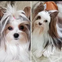 Evie litter, a female Yorkshire Terrier for sale in Cocoa, FL – Photo 4 of 10